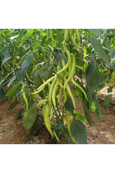 Genel Markalar 5 Adet Sarışın F1 Çorbacı Tatlı Sarı Biber Fidesi