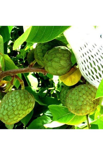 Berke Fidancılık 2 Yaş Çerimoya Fidanı, Torbada