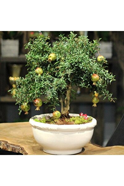 Berke Fidancılık Tüplü Minyatür Cüce Süs Nar Fidanı, Meyve Verir Yaşta