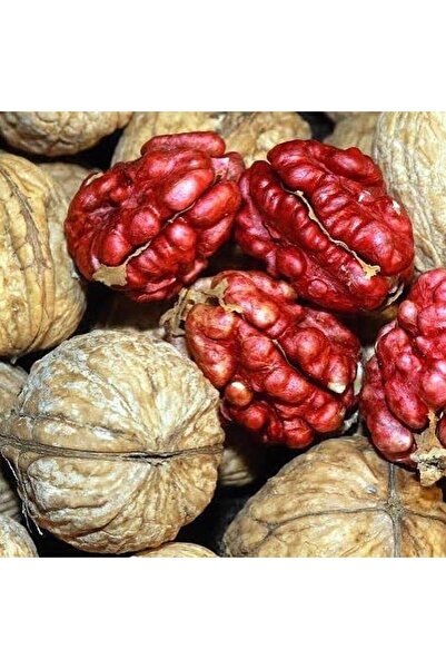 Berke Fidancılık 3 Yaş Aşılı Kırmızı Ceviz Fidanı