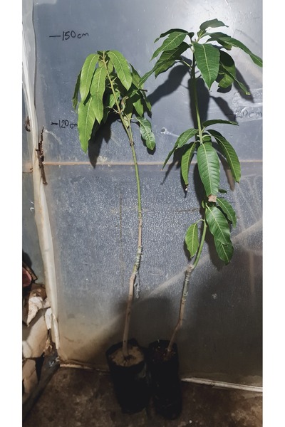 YAĞMUR FİDANCILIK 4 Yaş Aşılı Mango Fidanı Keitt