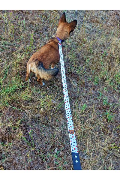 UTDpet Party Dog Chest Collar and Travel Dispatch Strap Set