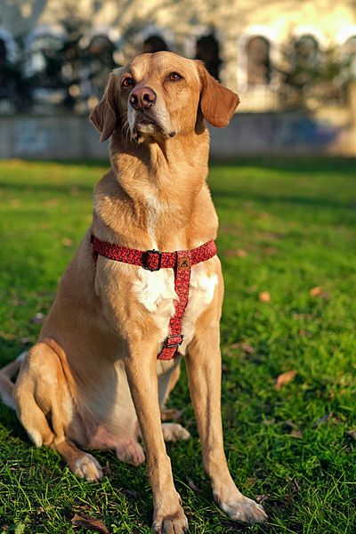 UTDpet Redd Dog Chest Collar and Travel Dispatch Strap Set