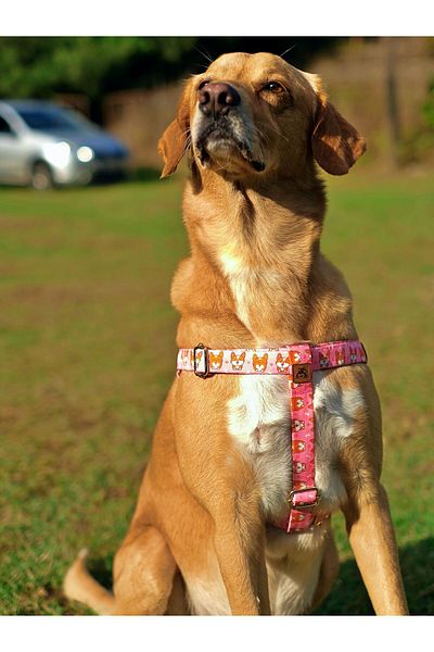 UTDpet Corgi Dog - Chest Collar and Travel Set