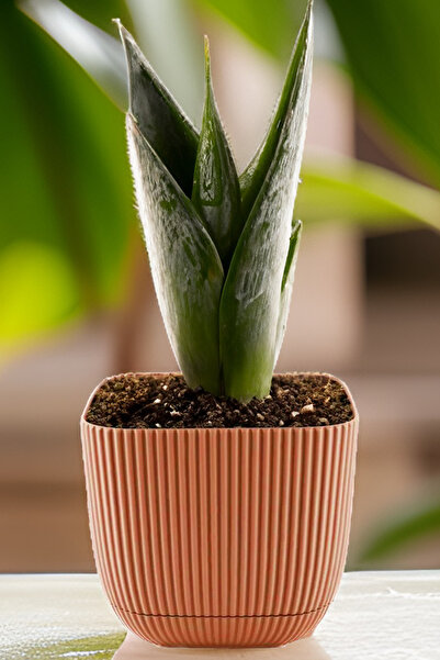 TEMMUZ HOME Büyük Boy Modern Sukulent Kaktüs Ve Çiçek Saksısı Kare 4lt