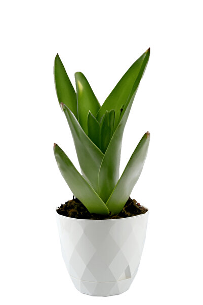 TEMMUZ HOME Yakamoz Çiçek Ve Kaktüs Saksısı 2.4 Lt 1 Adet 3 Nolu