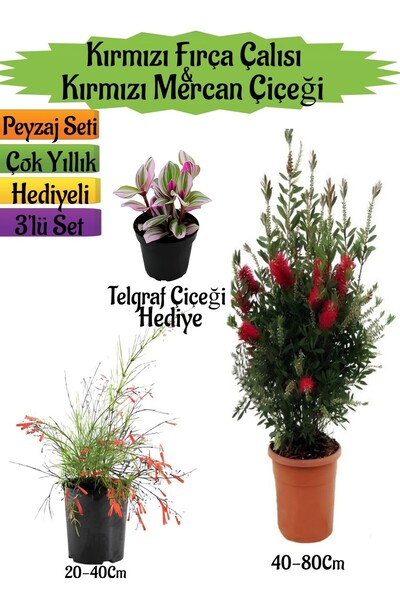 Bitkim Sende Kırmızı Fırça Çalısı+Kırmızı Mercan Çiçeği+Telgraf Çiçeği Hediye...
