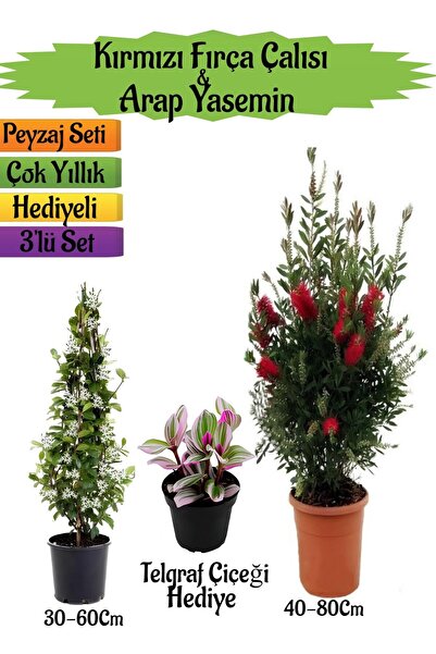 Bitkim Sende Kırmızı Fırça Çalısı+Kokulu Arap Yasemini+Telgraf Çiçeği Hediyeli Peyzaj Seti