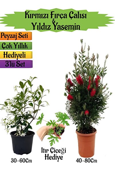 Bitkim Sende Kampanyalı Kırmızı Fırça Çalısı Kokulu Yıldız Yasemin Itır Çiçeğ...