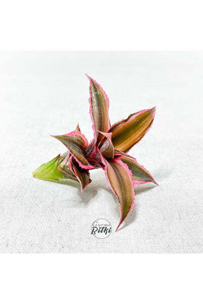 Cryptanthus Bivittatus "Pink Star" Pup - Köksüz Yavru Bromeliad