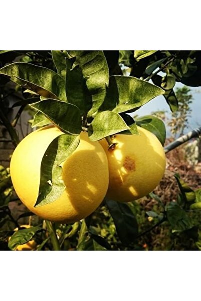 Berke Fidancılık 2 Yaş Aşılı Ağaç Kavunu Fidanı, Torbada