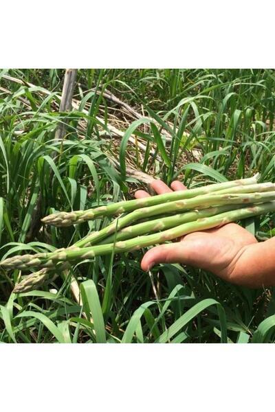 Berke Fidancılık Kuşkonmaz Tohumu 1 Paket