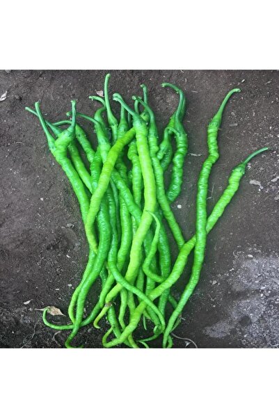 Genel Markalar 5 Adet Menderes Acı Kıl Biber Fidesi