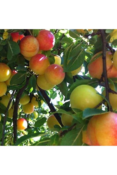 Berke Fidancılık 4 Yaş, Aşılı Aynalı Erik Fidanı, Torbada