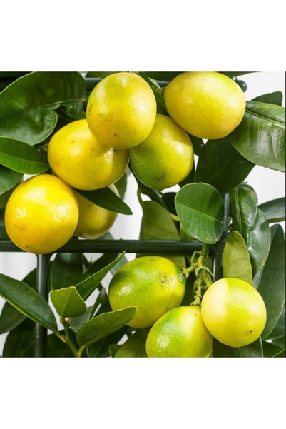 Berke Fidancılık 6 Yaş Aşılı Limequat-süs Limonu Fidanı, Torbada