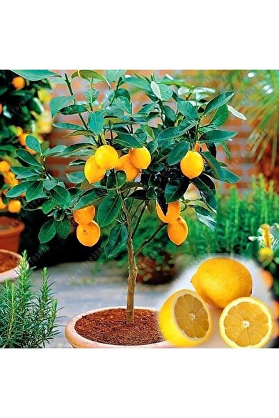 Berke Fidancılık 2 Yaş Aşılı Meyvesiz Yediveren Bodur Limon Fidanı, Torbada