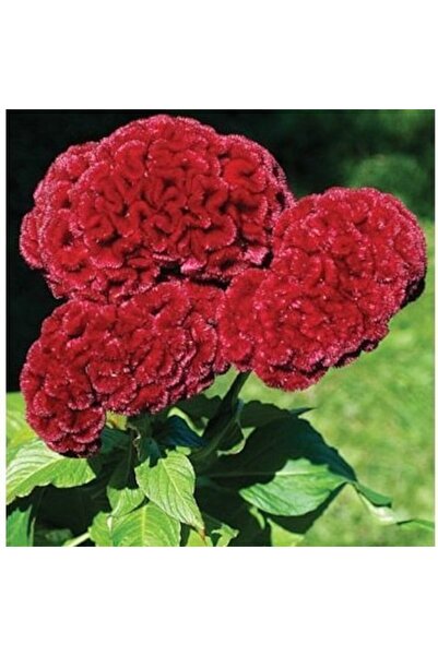 Berke Fidancılık Horoz Ibiği Çiçeği Tohumu 1 Paket (100 ADET)