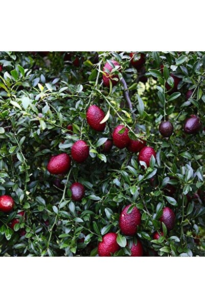 Berke Fidancılık Nadir Tüplü Red (Kırmızı) Australian Blood Limon Fidanı