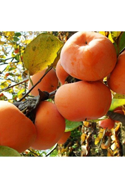 Berke Fidancılık 2 Yaş, Aşılı Trabzon Hurması Hana Fuyu Fidanı, Torbada