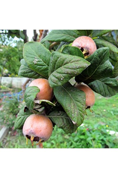 Berke Fidancılık Tüplü Iri Meyveli Jumbo Döngel Muşmula Fidanı ( 60 Cm)