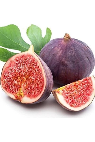 Berke Fidancılık Incir Fidanı Dürdane Siyah Bursa Yediveren Inciri Fidanı, Torbada