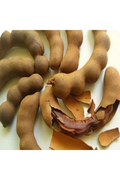 Berke Fidancılık 10 Adet Tamarind Demirhindi Tohumu, Taze Tohum