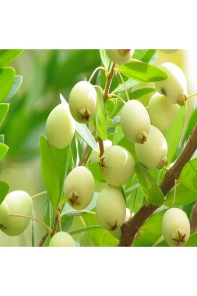 Berke Fidancılık Meyve Verir Durumda Tüplü Beyaz Hambeles (Murt) Fidanı