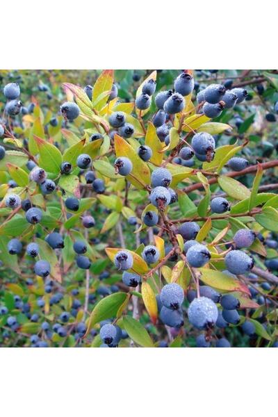 Berke Fidancılık Meyve Verir Durumda Tüplü Siyah Murt (HAMBELES) Fidanı