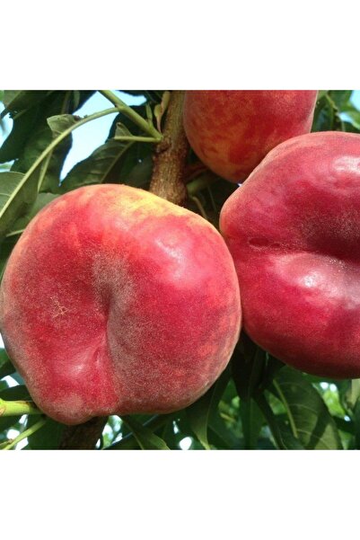 Berke Fidancılık 3 Yaş Aşılı, Paraguaya Yassı Şeftali Fidanı, Torbada