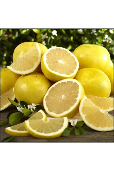 Berke Fidancılık Tüplü Sarı Mars Greyfurt Fidanı Tüplü Ve Aşılı