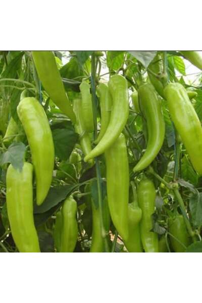 E-fidancim Etli Çarlina Çarliston Tatlı  Biber Fidesi (5 adet)