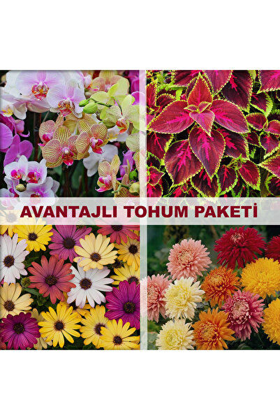 bfalina botanik 40 Adet Tohum Paketi-çok Yıllık (BODRUM PAPATYASI(AFRİKA PAPATYASI), Orkide, Kasımpatı, Kolyos)