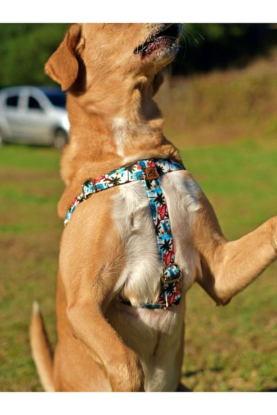 UTDpet Palm Beach Dog Collar and Travel Dispatch Strap Set