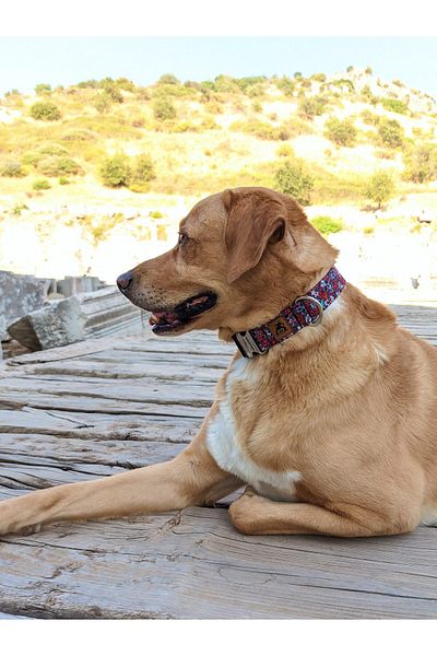 UTDpet Muertos Dispatch Strap Set - Dog Collar and Walking, with Scarf Gift