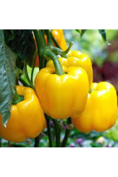 Köy Tohumları 100 Adet Tohum Nadir Sarı Tatlı Dolmalık Dolma Biber Tohumları ...