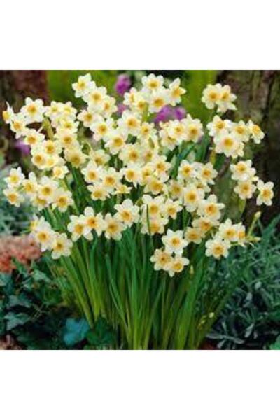 LOBELYA TOHUMCULUK Mis Kokulu Karaburun Nergiz (nergis) Soğanı 10 Adet