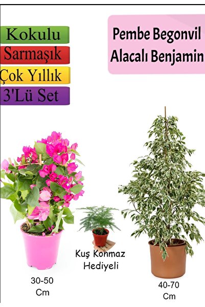 serada decor & plant Beyaz Alacalı Benjamin Bitkisi+ Ağaç Menekşesi (Duranta)...