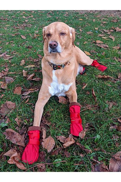 UTDpet Pawty-c Velcro Soft Dog Shoes