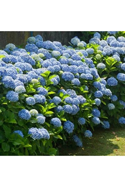 E-fidancim Tüplü  İthal Mavi  XL Dev Çiçekli Ortanca Çiçeği Fidanı