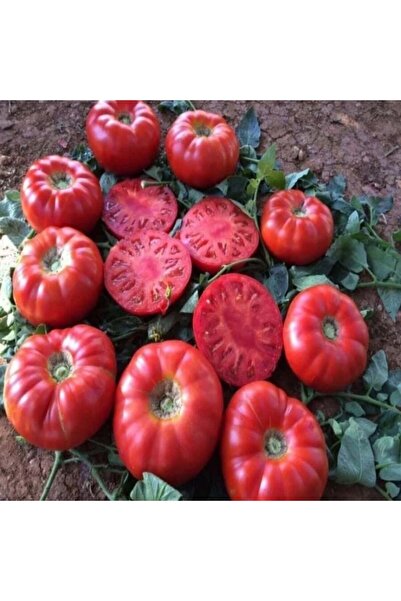 E-fidancim Kokulu Etli Kırmızı Köy Domates Fidesi (5 adet)