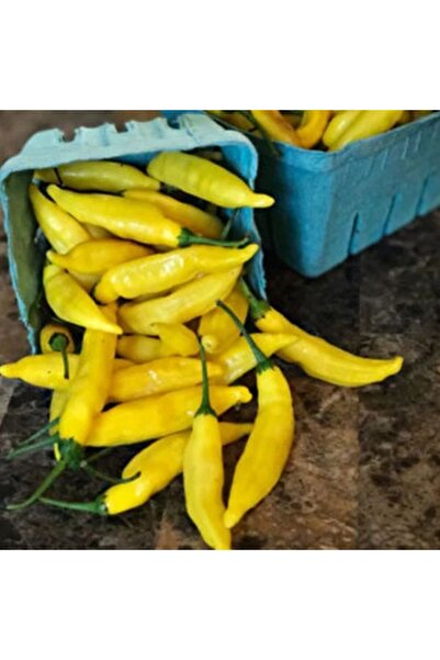 E-fidancim Sarı Stone Turşuluk Sofralık Acı Biber Fidesi (5 adet)