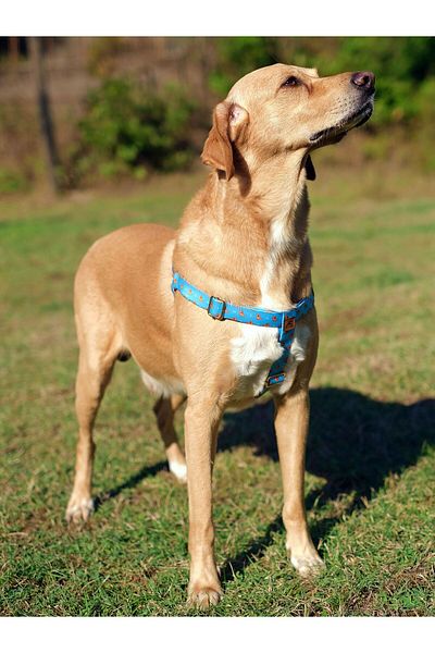 UTDpet Goldie Dog Chest Collar and Travel Dispatch Strap Set