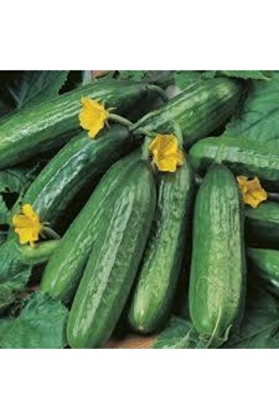 Köy Tohumları 100 Adet Tohum Organik Köy Salatalık Tohumu Hıyar Tohumu Ata To...