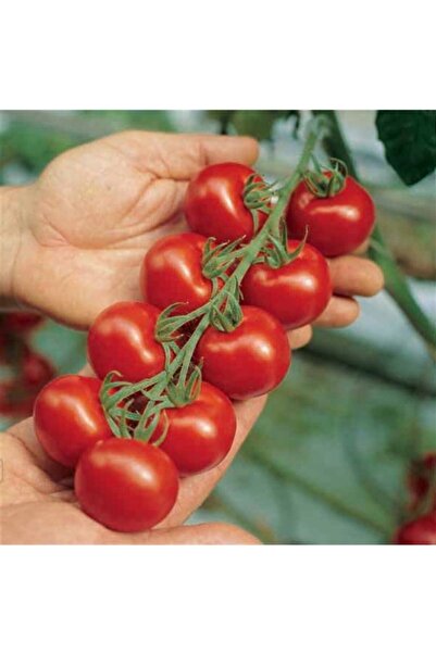 Köy Tohumları 100 Adet Tohum Erkenci Salkım Domates Organik Köy Domates Tohum...