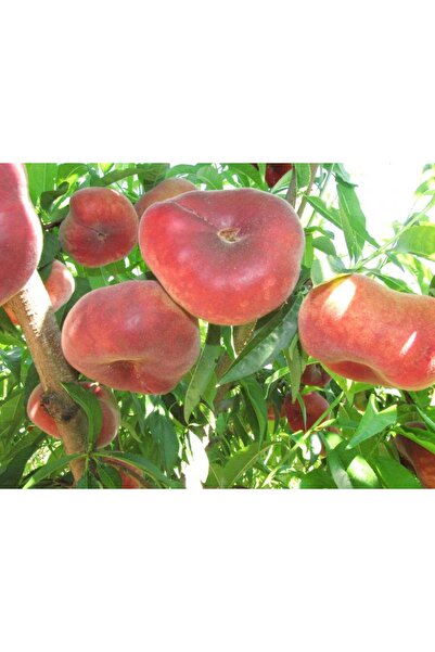 ASES TÜPLÜ 3 YAŞ PARAGUAYANO BASIK YASSI ŞEFTALİ FİDANI(BOY130 -150 CM)