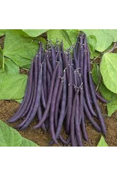 Köy Tohumları 250 Adet Tohum Paket Siyah Fasulye Tohumu Sırık Fasulye Tohum A...
