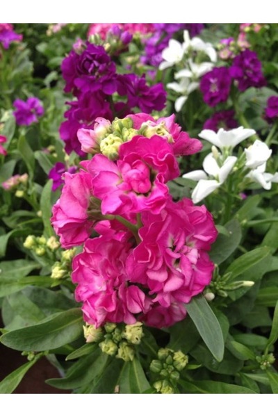 Köy Tohumları 50 Adet Tohum Nadir Şebboy Çiçeği Tohumu Saksı Toprak Ata Organ...