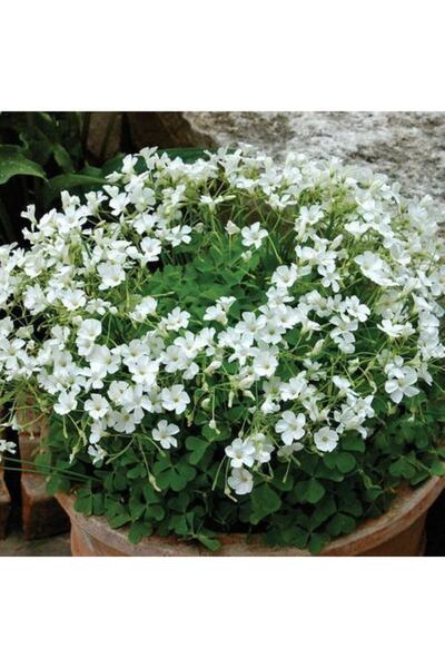 LOBELYA TOHUMCULUK 2 Adet Oxalis Mist Çiçeği Soğanı Kokulu