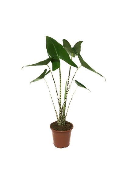 Betonish Alocasia Zebrina - Ev Ve Ofis Bitkisi - Fil Kulağı