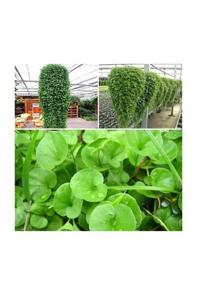 Ekodoğa Fare Kulağı Tohumu 100 Gr Çim Tohumu Yer Örtücü Yayılıcı Çim Dichondra Repens Fare Kulağı Çimi